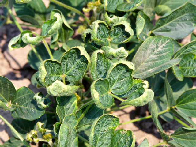 Burn damage caused by Dicamba drift.