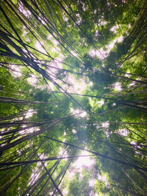 Bamboo along Pipiwai Trail